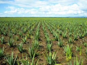 Plantação de Aloe Forever